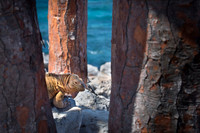 Land iguana