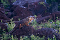 Land iguana