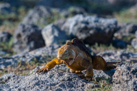 Land iguana