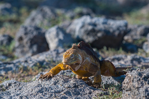Land iguana