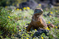 Land iguana