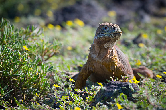 Land iguana