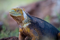 Land iguana
