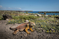 Land iguana