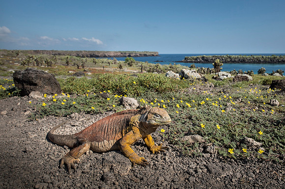 Land iguana