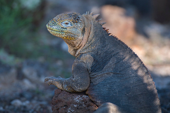 Land iguana
