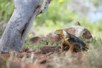 Land iguana