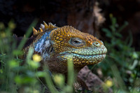 Land iguana