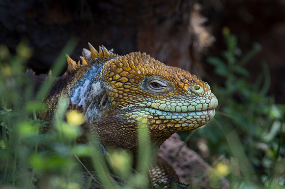 Land iguana
