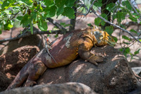 Land iguana