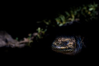 Land iguana
