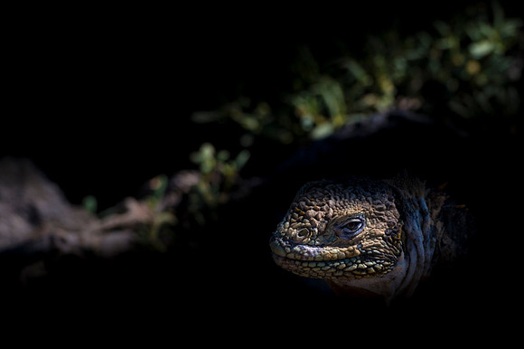 Land iguana
