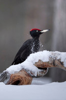 Black woodpecker