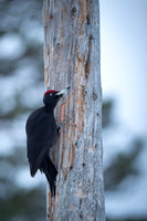 Black woodpecker