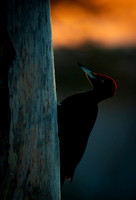 Black woodpecker