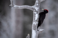 Black woodpecker