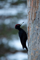 Black woodpecker