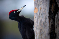 Black woodpecker