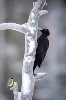 Black woodpecker