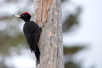 Black woodpecker