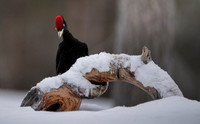 Black woodpecker