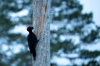 Black woodpecker