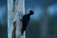 Black woodpecker