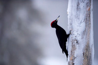 Black woodpecker