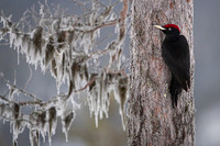 Black woodpecker