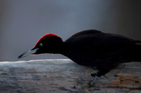 Black woodpecker