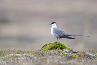 Long-tailed Skua