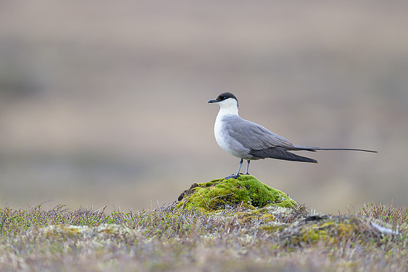 Long-tailed Skua
