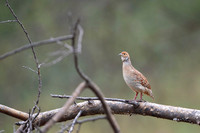 Grey francolin