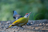 Grey headed woodpecker
