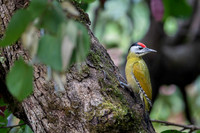 Grey headed woodpecker