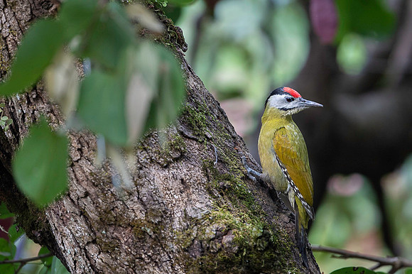 Grey headed woodpecker