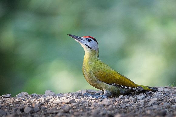 Grey headed woodpecker
