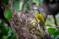 Grey headed woodpecker