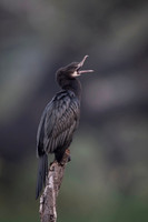 Little cormorant