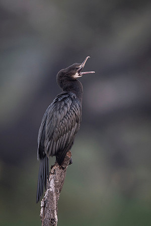 Little cormorant