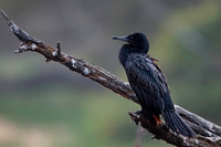 Little cormorant