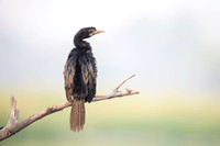 Little cormorant