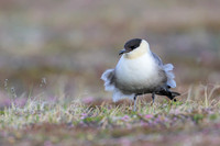 Long-tailed Skua