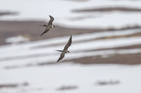 Long-tailed Skua