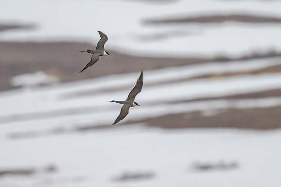 Long-tailed Skua