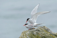 Arctic Tern / Rybitwa popielata