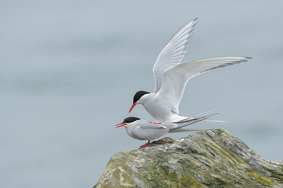 Arctic Tern / Rybitwa popielata