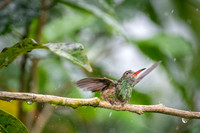 Rufous-tailed