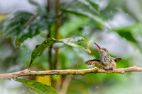 Rufous-tailed