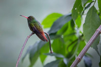 Rufous-tailed
